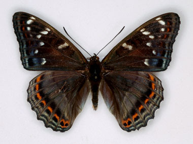 Limenitis populi (Poplar Admiral) male aberration (Internet Image property of respective owner, non-commercial use only)